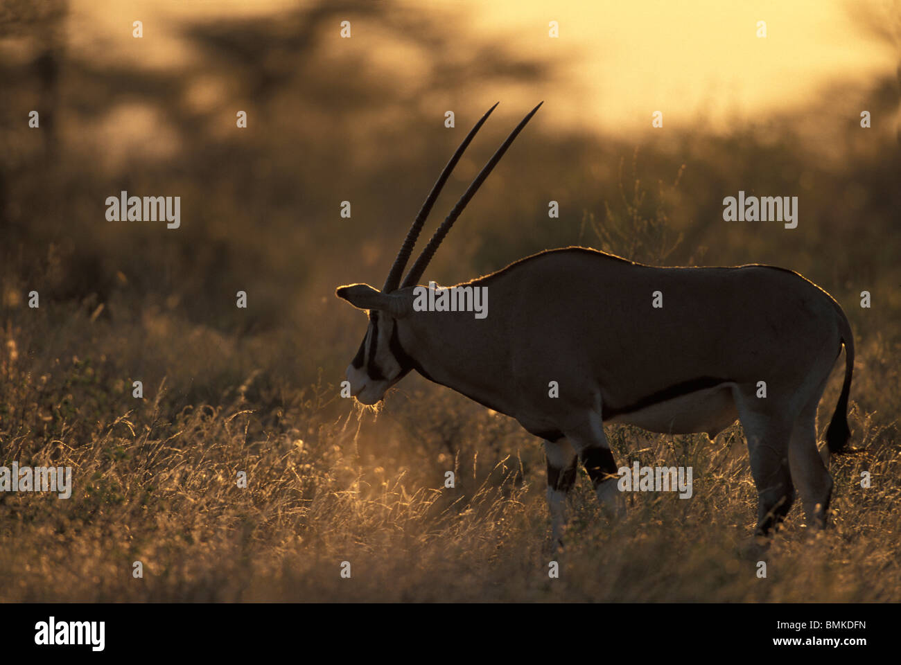 Afrika, Kenia, Buffalo Springs Game Reserve, Herde von Gemsbok (Oryx) (Oryx Gazella) Fütterung in Trockenrasen bei Sonnenuntergang Stockfoto