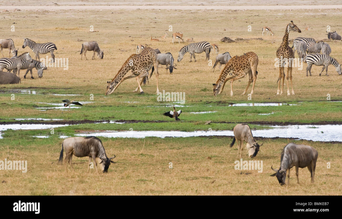 Gnus, Zebras und Giraffen versammeln sich an einer Wasserstelle in Amboseli NP, Kenia. Stockfoto