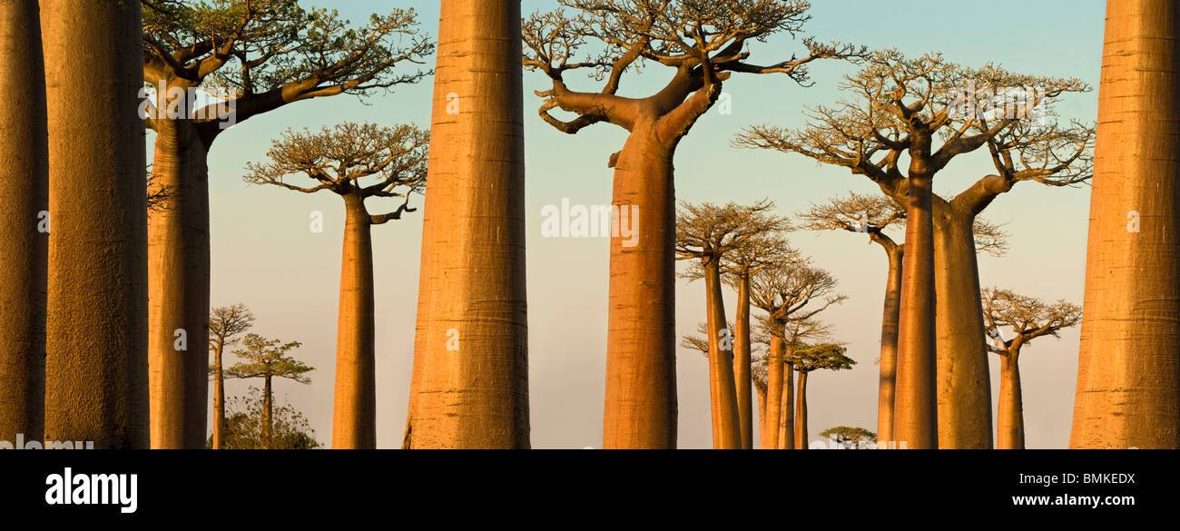 Grandidier des Baobabs in der Abenddämmerung. In der Nähe von Morondava, westlichen Madagaskar. Stockfoto