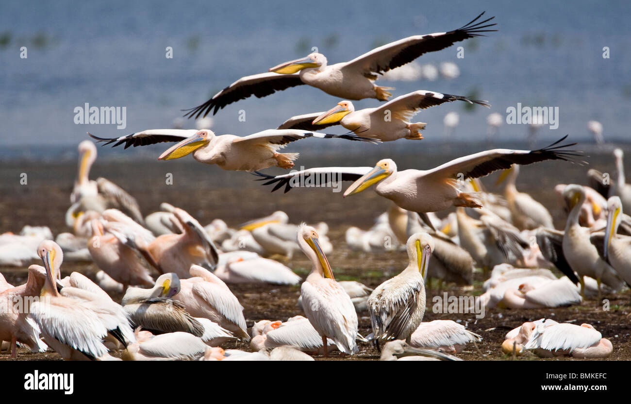 Afrika. Kenia. Weiße Pelikane am Ufer des Lake Nakuru. Stockfoto