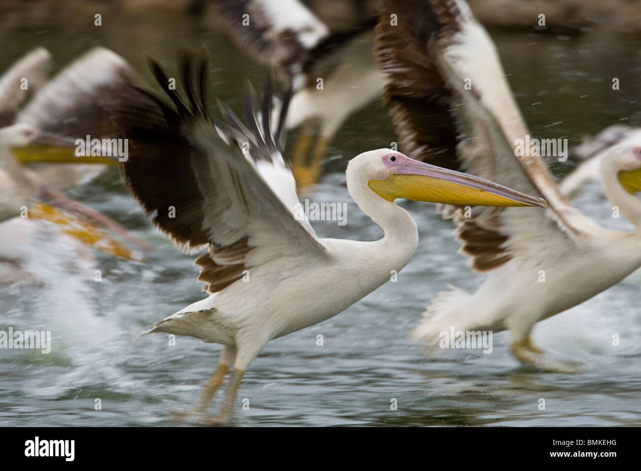 Afrika. Kenia. Weiße Pelikane im Flug am Lake Naivasha. Stockfoto