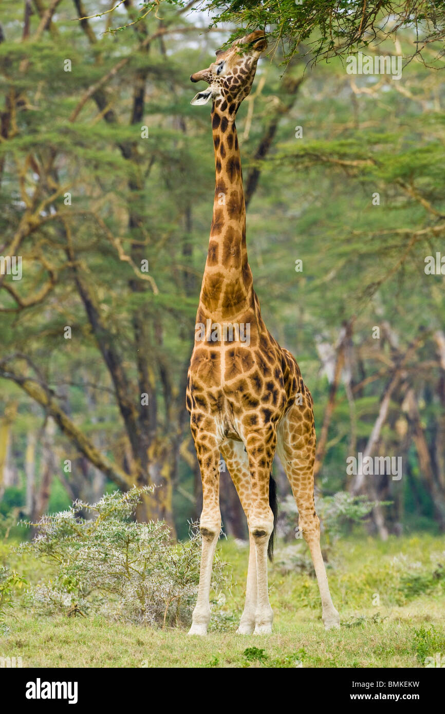 Afrika. Kenia. Männlichen Rothschild Giraffe am Nakurusee NP. Stockfoto