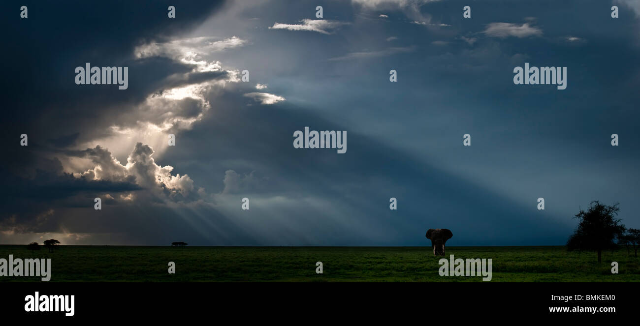 Einsame afrikanischer Elefantenbulle mit brütenden Sturm hinter. Ngorongoro Conservation Area / Serengeti Nationalpark, Tansania. Stockfoto