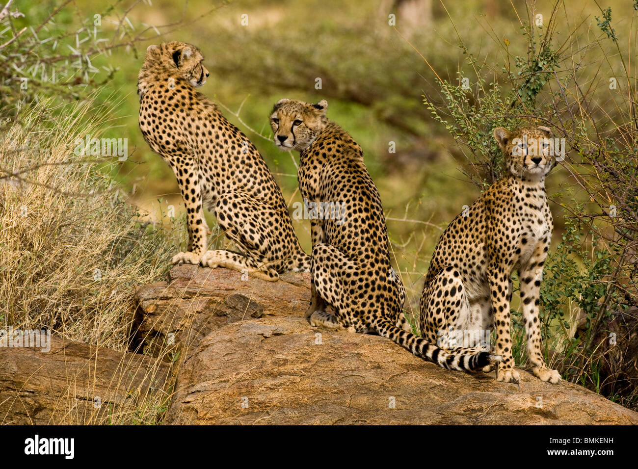 Afrika. Kenia. Geparden in Samburu NP. Stockfoto