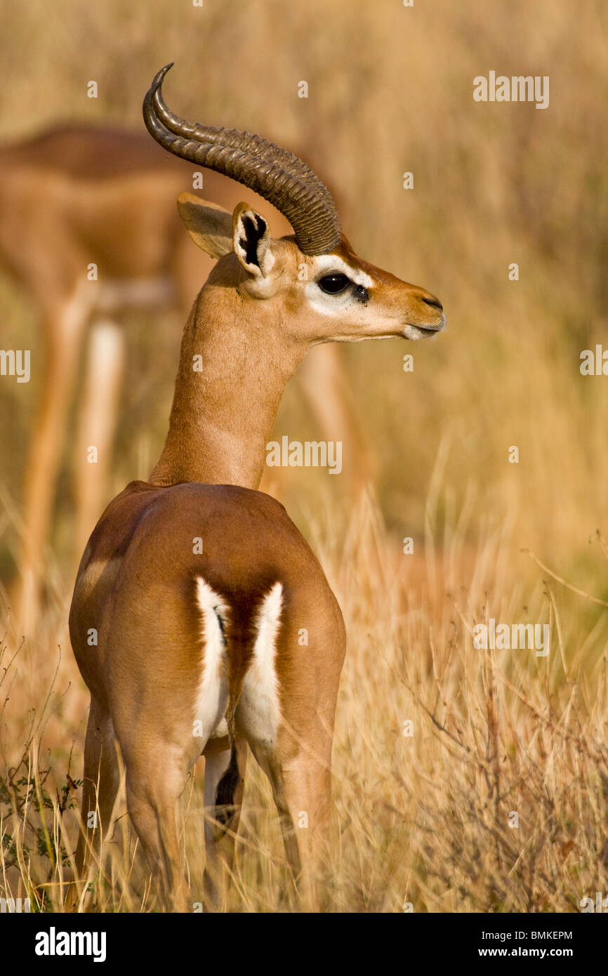 Afrika. Kenia. Männliche Gerenuk Gazelle im Samburu NP. Stockfoto