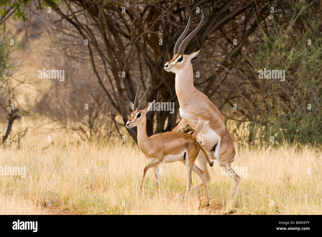 Afrika. Kenia. Grant Gazellen Paarung im Samburu NP. Stockfoto