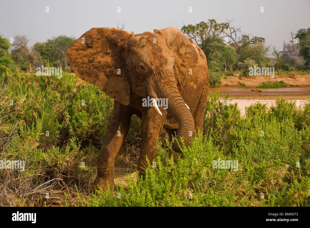 Afrika. Kenia. Elefant nach Schlammbad im Samburu NP. Stockfoto
