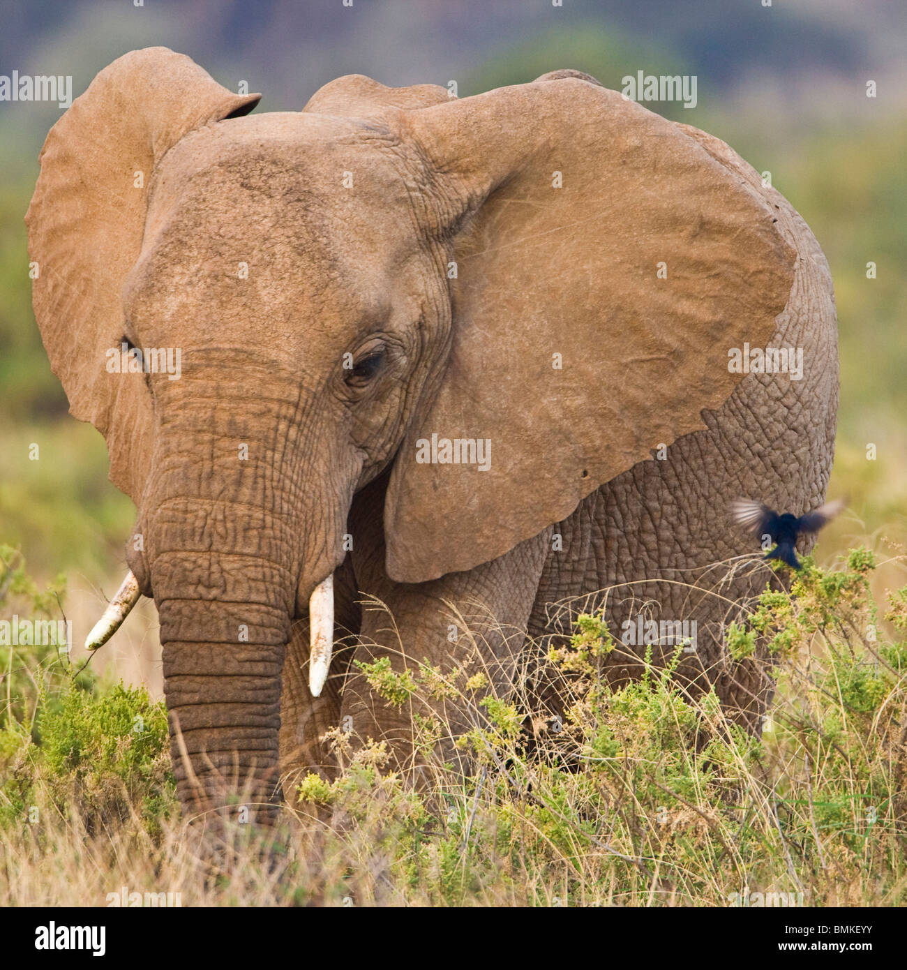 Afrika. Kenia. Elefanten im Samburu NP. Stockfoto