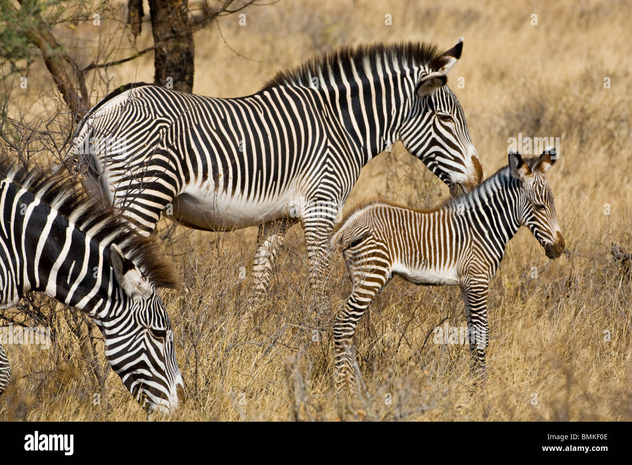 Afrika. Kenia. GREVY Zebra Fohlen im Samburu NP mit Mutter. Stockfoto