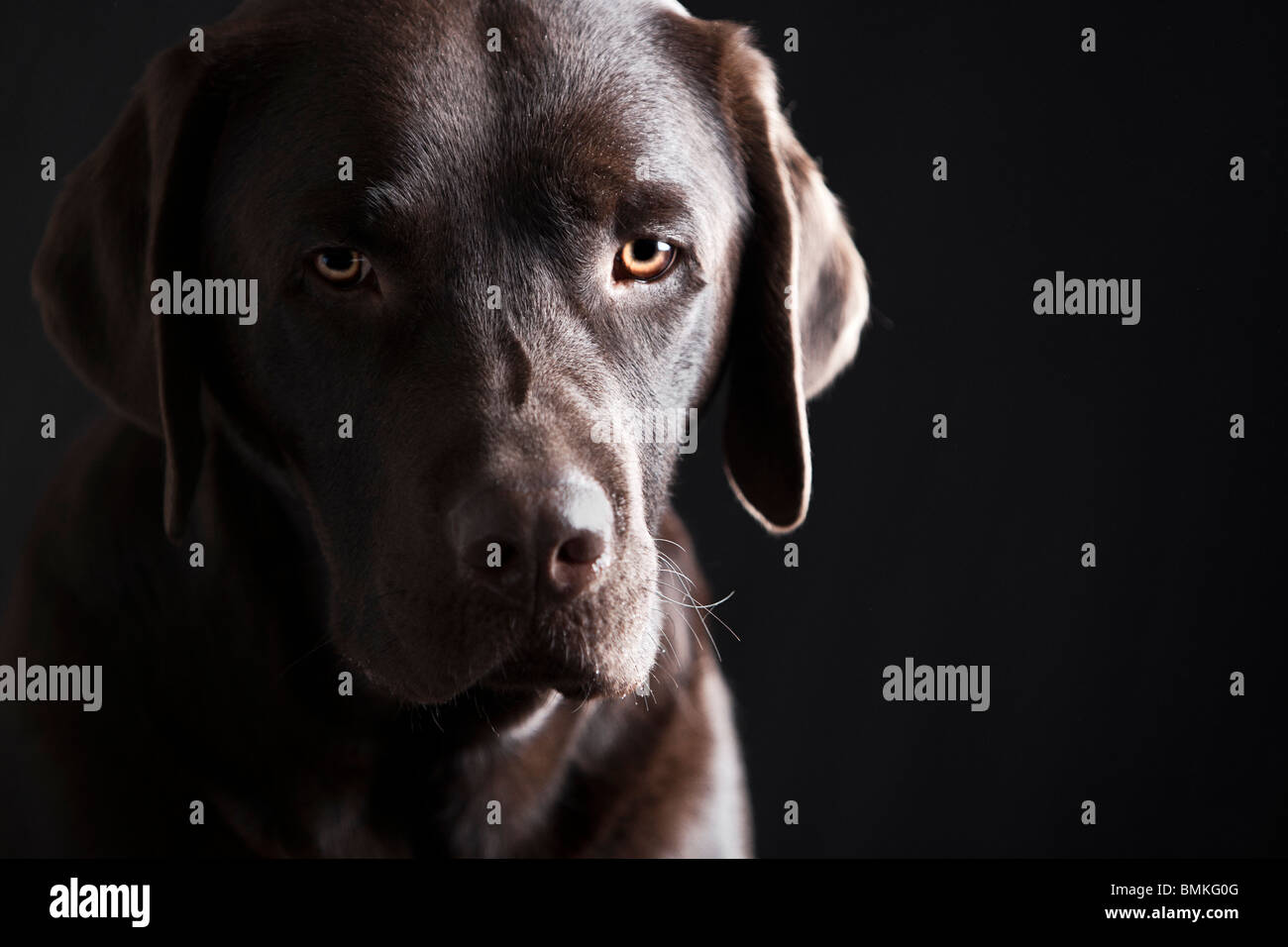 Schöne zentrale Flachschuss von Chocolate Labrador im Studio Stockfoto