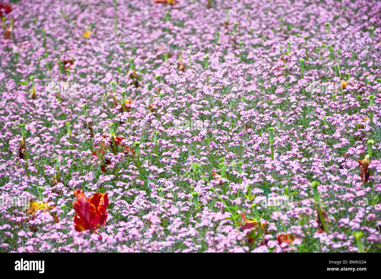 Violette Blumen, Tulpen, Frühling Garten Stockfoto