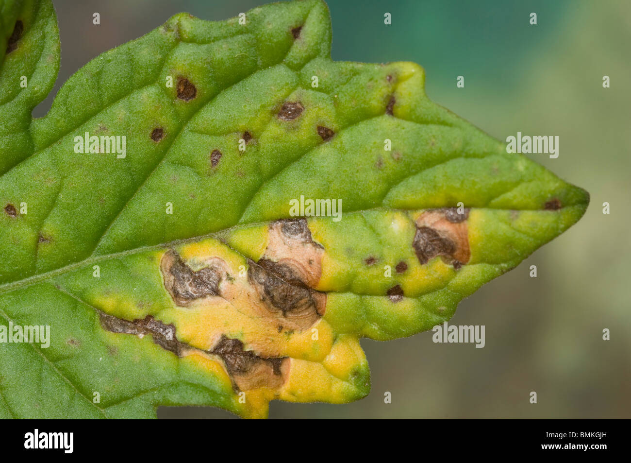 Ziel Ort Krankheitssymptome auf Tomaten-Blatt Stockfoto
