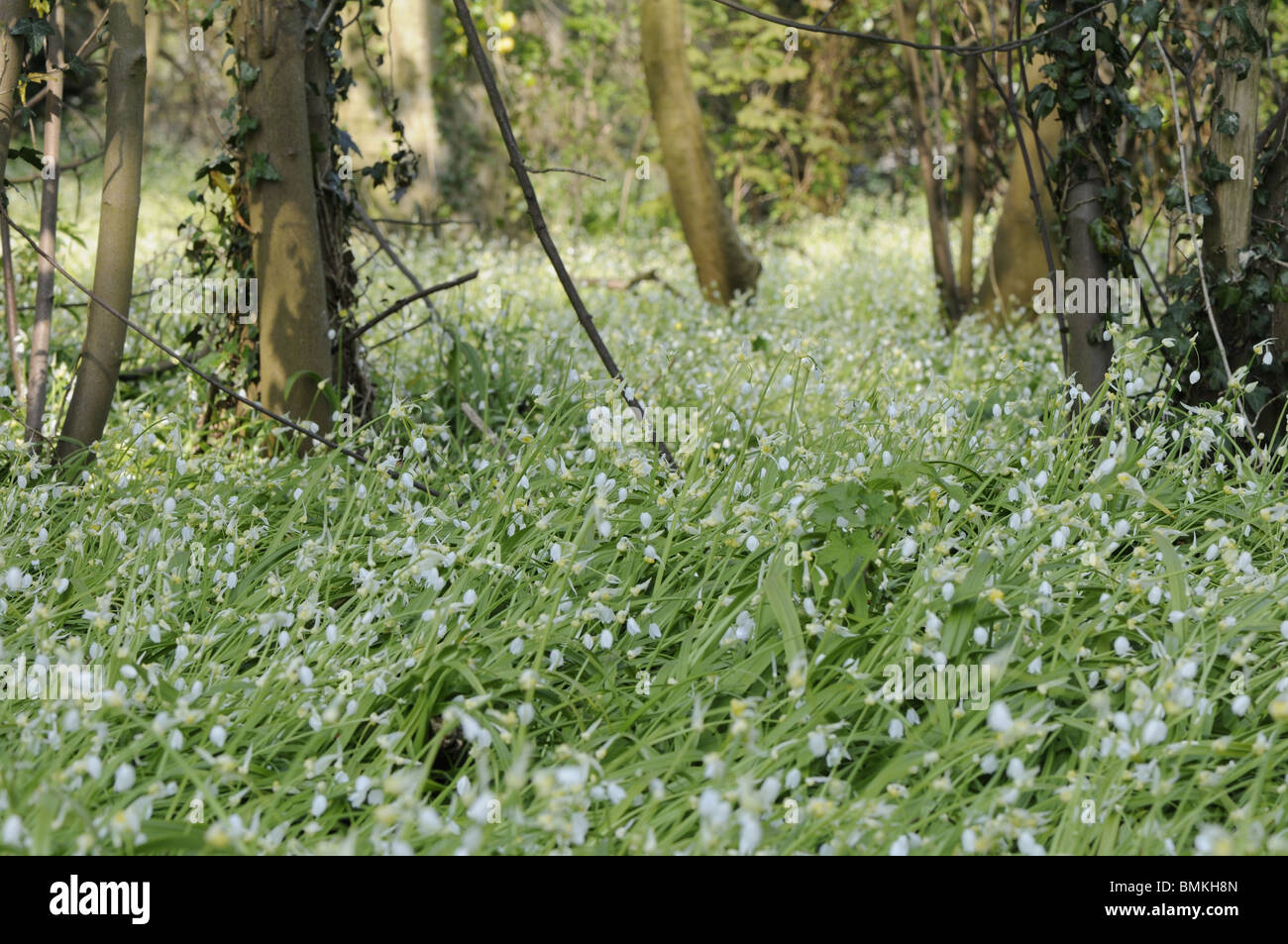 Einige blühende Knoblauch, (Allium Paradoxum), großen Befall in Wäldern, Norfolk, UK, April Stockfoto