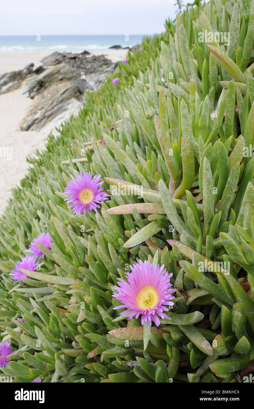 Hottentotten-Fig, (Khoi Edulis), führte Arten eingebürgert auf felsigen Küstenlinie, North Cornwall, UK, Mai Stockfoto