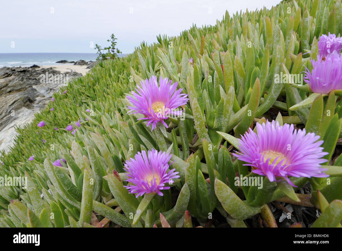 Hottentotten-Fig, (Khoi Edulis), führte Arten eingebürgert auf felsigen Küstenlinie, North Cornwall, UK, Mai Stockfoto
