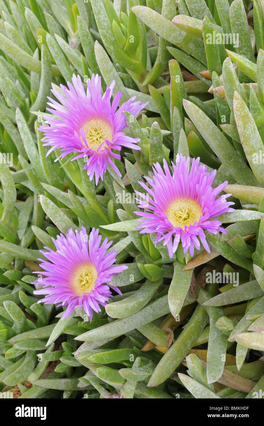 Hottentotten-Fig, (Khoi Edulis), führte Arten eingebürgert auf felsigen Küstenlinie, North Cornwall, UK, Mai Stockfoto
