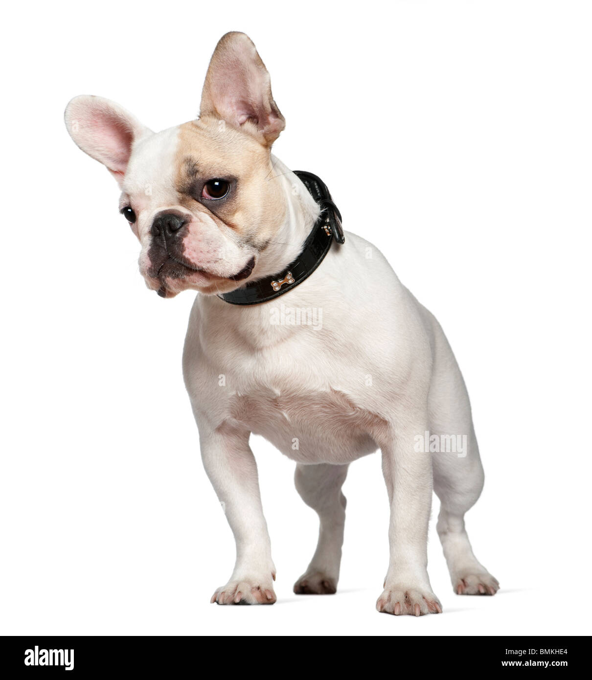 Porträt von französische Bulldogge 9 Monate alt, vor weißem Hintergrund Stockfoto