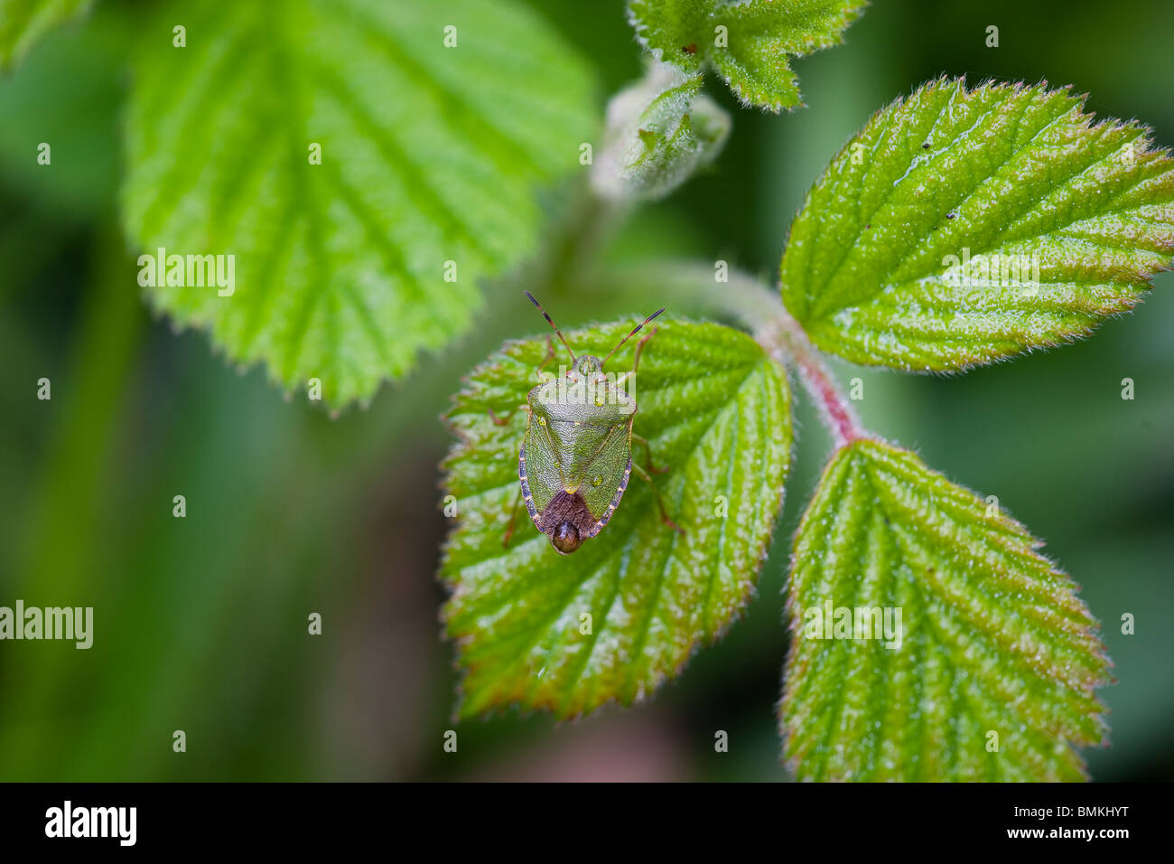 Weißdorn-Shield Bug Acanthosoma-haemorrhoidale Stockfoto