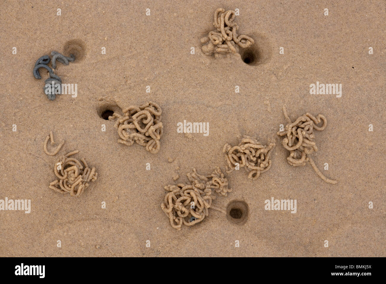 Lug Wurm Interpretation Marina wirft im Gezeiten Sand und Schlamm Stockfoto