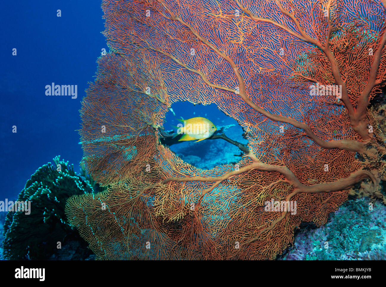 Goldener Riffbarsch schwimmen vorbei Gorgonien Korallen Fan.  Andamanensee, Thailand. Stockfoto