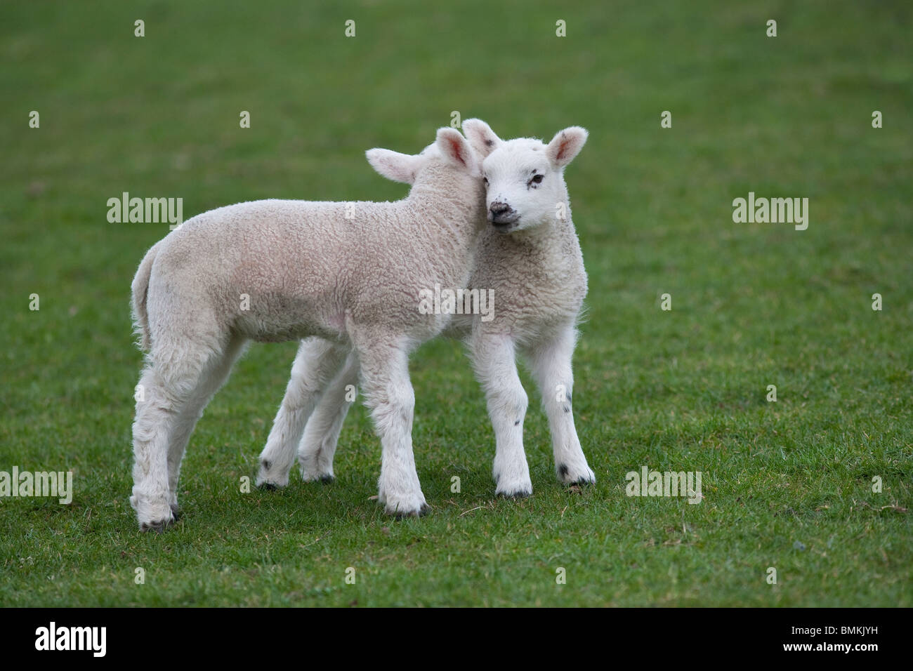 Ein paar Frühjahr Lämmer spielen auf Wiese zur Osterzeit Stockfoto