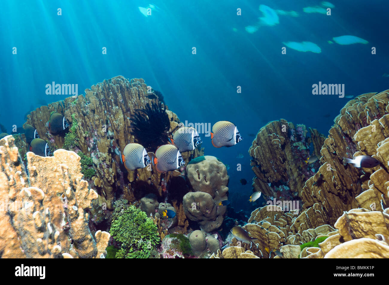 Rotschwanzboa oder Halsband Butterflyfish schwimmen über Blue Coral, ist ein lebendes Fossil.  Andamanensee, Thailand. Stockfoto