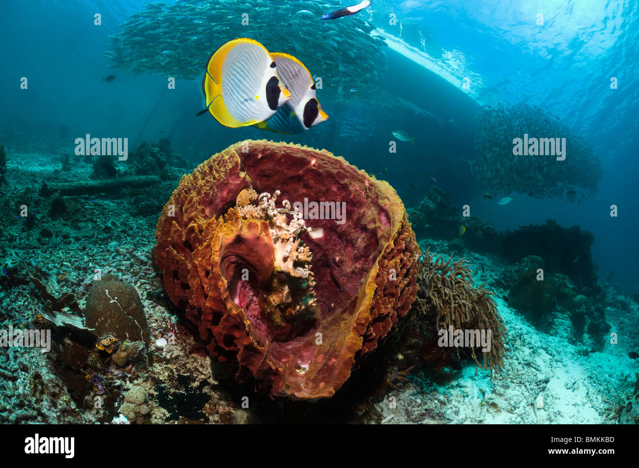 Bennets Butterflyfish schwimmen über Korallenriff mit Weichkorallen.  Andamanensee, Thailand. Stockfoto