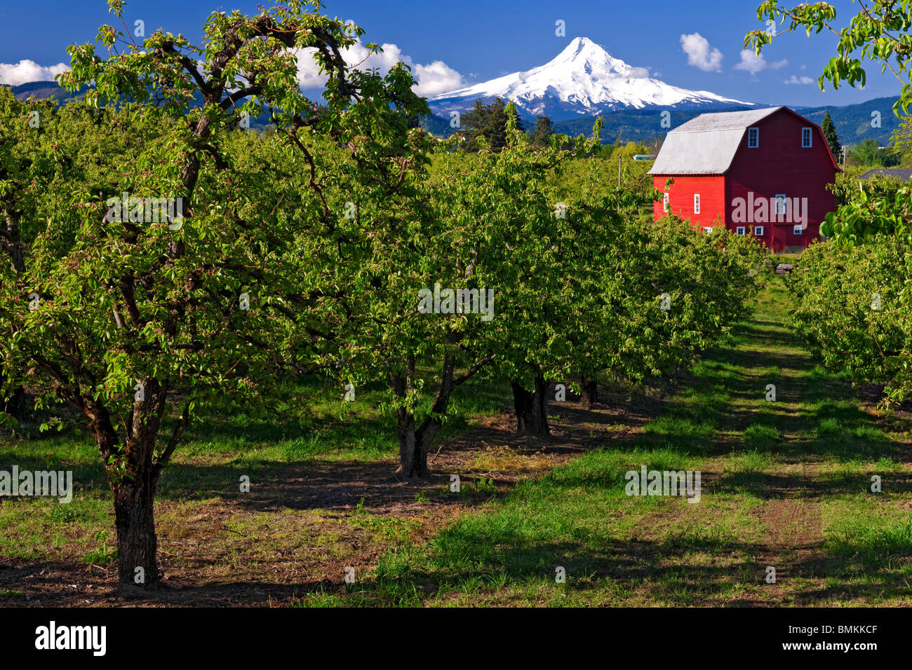 Birne Obstgärten Blatt heraus in Oregon Hood River Valley mit Mt. Hood. Stockfoto
