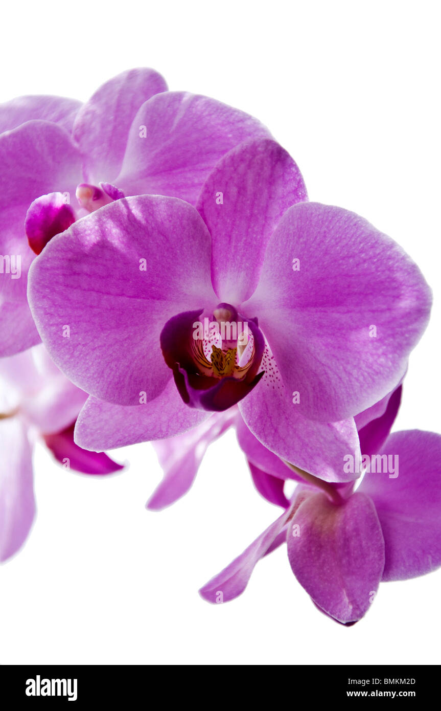 Pink Orchid weißer Hintergrund Stockfoto