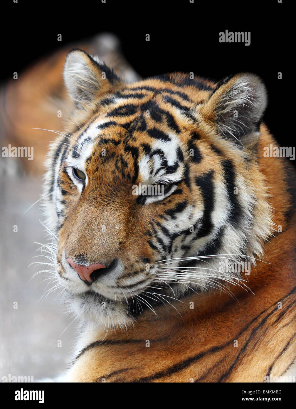 Porträt des sibirischen Tigers. Schwarzen Hintergrund an der Spitze Stockfoto