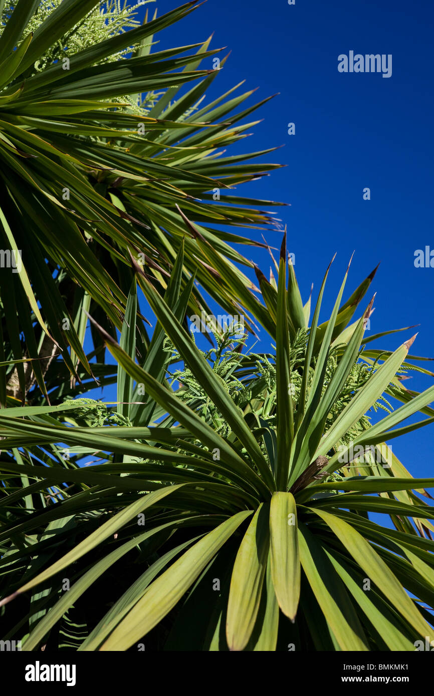 Großen Cordyline Australis oder allgemein bekannt als die Kohl-Baum Stockfoto