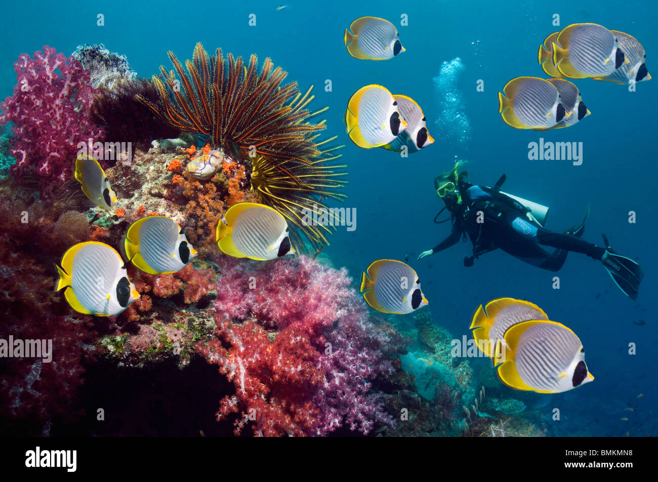 Panda Butterflyfish mit Featherstars und Weichkorallen am Korallenriff, Taucherin im Hintergrund.  Misool, West-Papua, Indonesien. Stockfoto