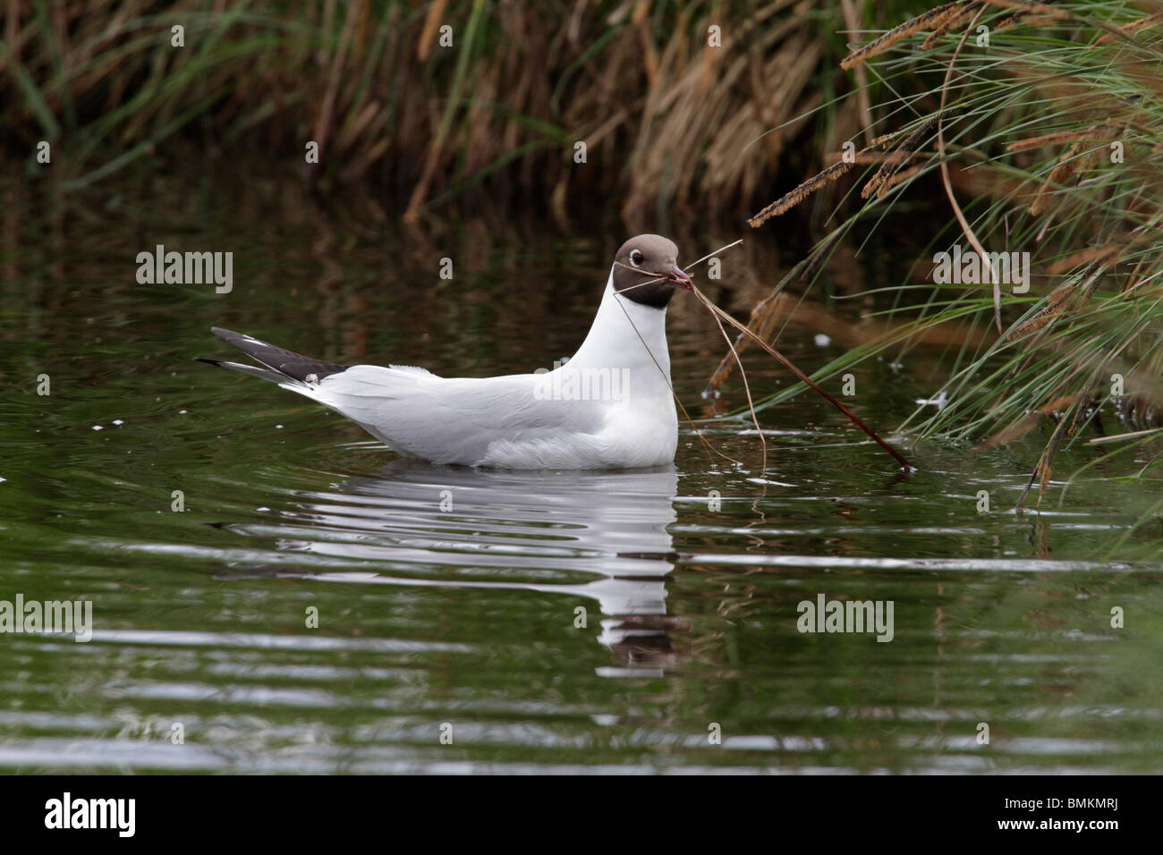 Black-headed Gull Versammlung Stiele für ein Nest (Chroicocephalus Ridibundus) an der großen Russweiher, Eschenbach i.d.  Oberpfalz Stockfoto