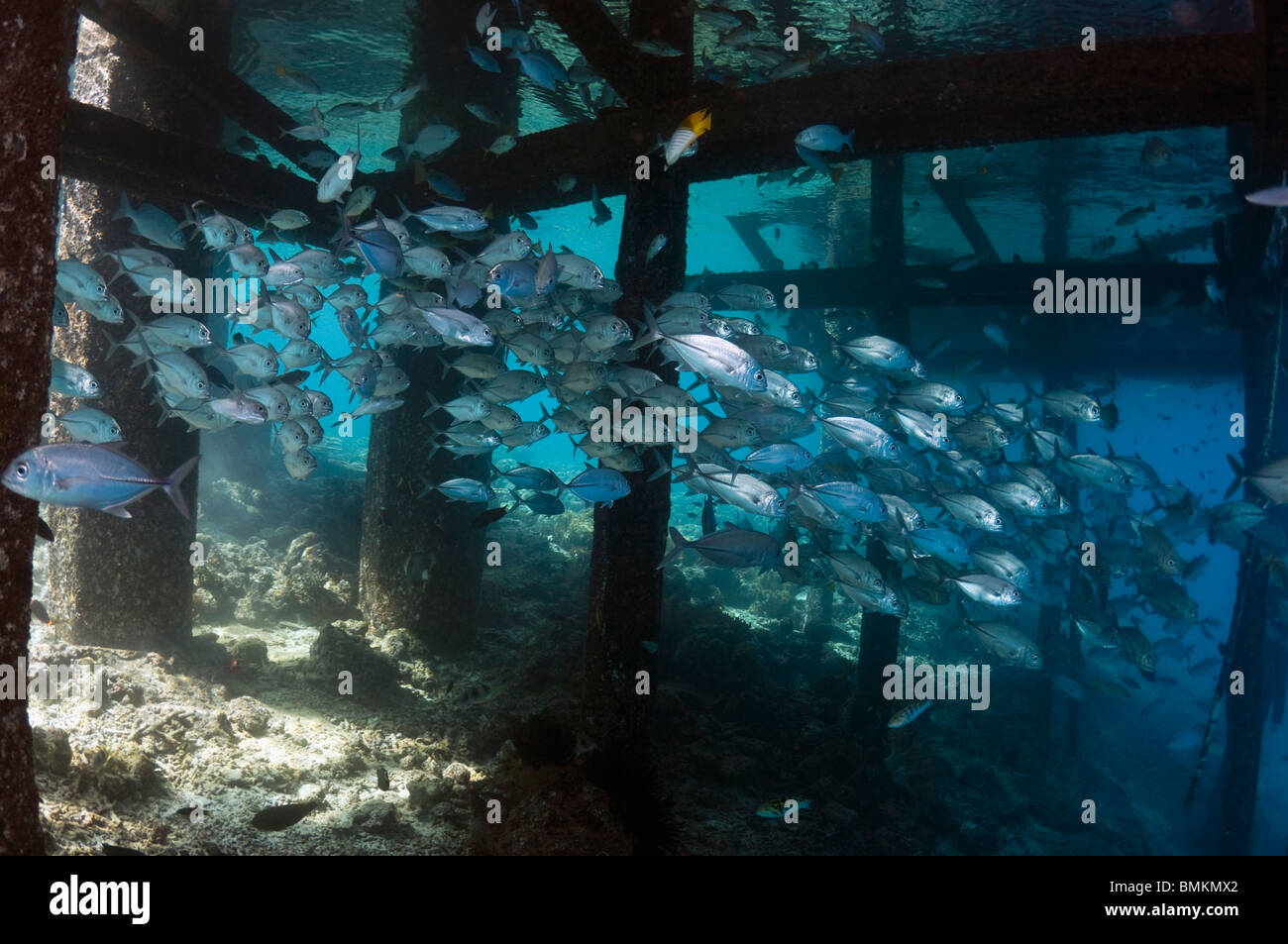 Großaugen-Buchsen Schule unter Steg.  Misool, Raja Empat, West Papua, Indonesien. Stockfoto