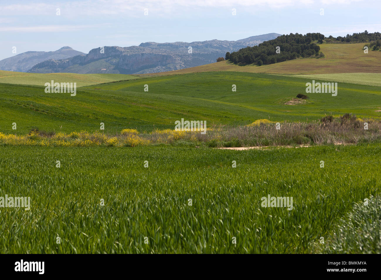 Landschaft des Landes. Provinz Malaga. Andalucia. Spanien. Europa Stockfoto