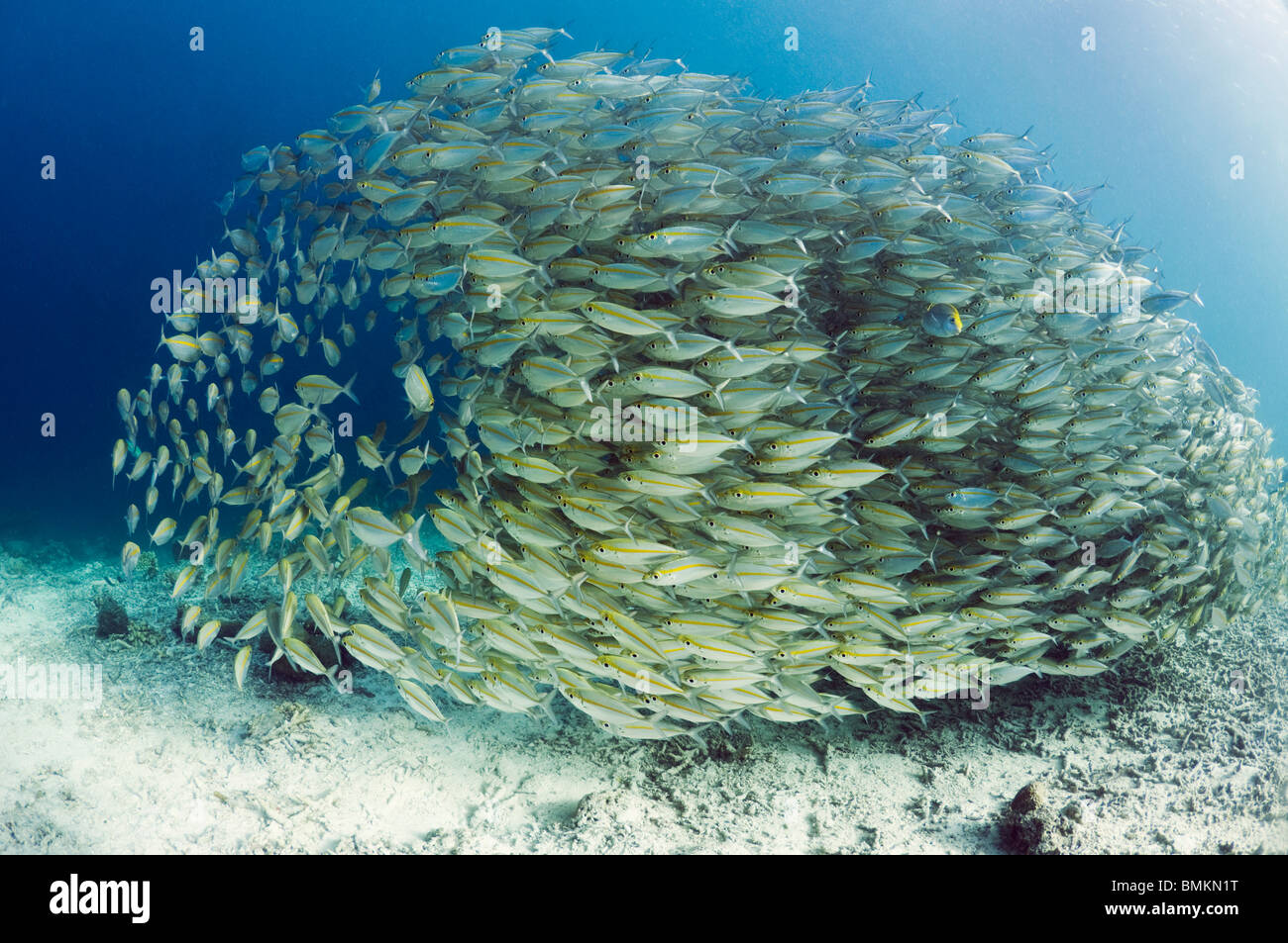 BigEye Scad Schule über Korallenriff.  Misool, Raja Empat, West Papua, Indonesien. Stockfoto