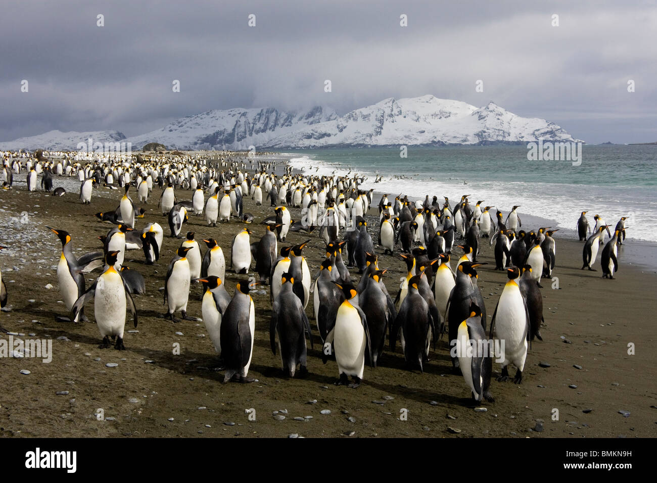 Königspinguine auf Südgeorgien Strand, Salisbury Plain, Stockfoto