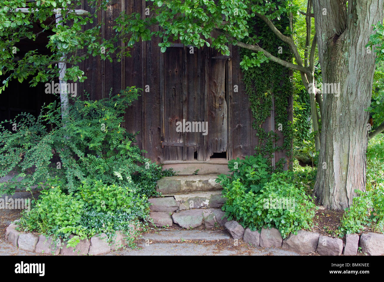 Veranda mit Efeu auf einer sehr alten Hütte. Stockfoto