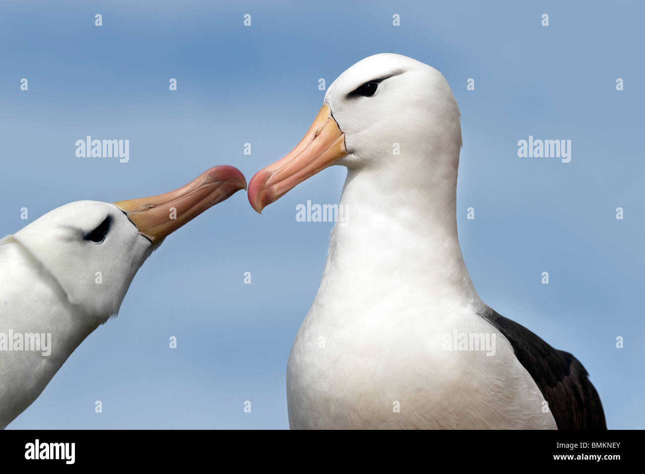 Männliche und weibliche Black-browed Albatross Begrüßung einander am Brutkolonie. Saunders Island, Falkland-Inseln Stockfoto