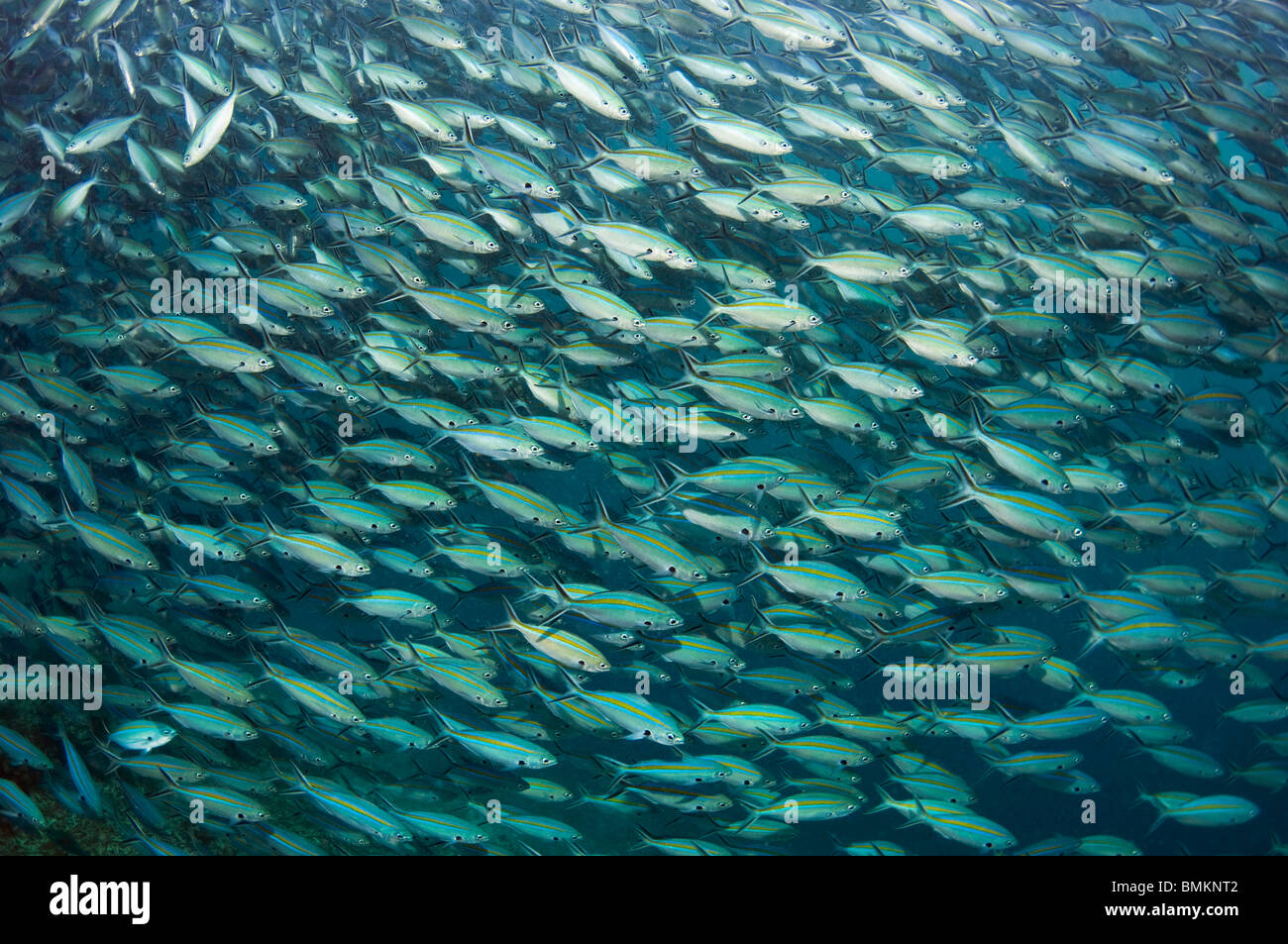 Schere-tailed Füsiliere Schule, Misool, Raja Ampat, West-Papua, Indonesien. Stockfoto