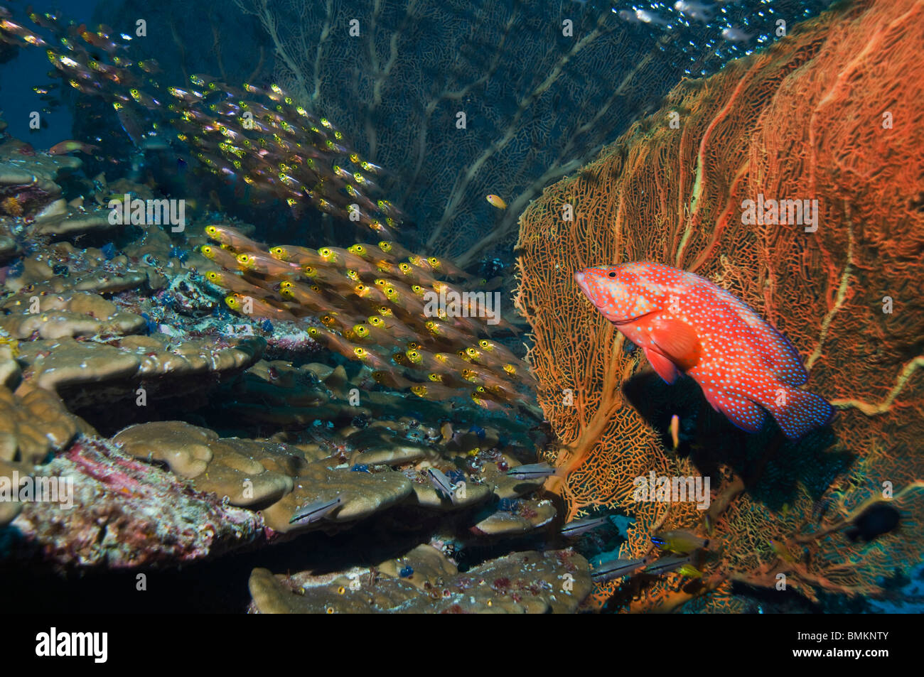 Korallen Hirschkuh mit Gorgonien, Jagd Pygmäen Kehrmaschinen am Korallenriff.  Andamanensee, Thailand. Stockfoto