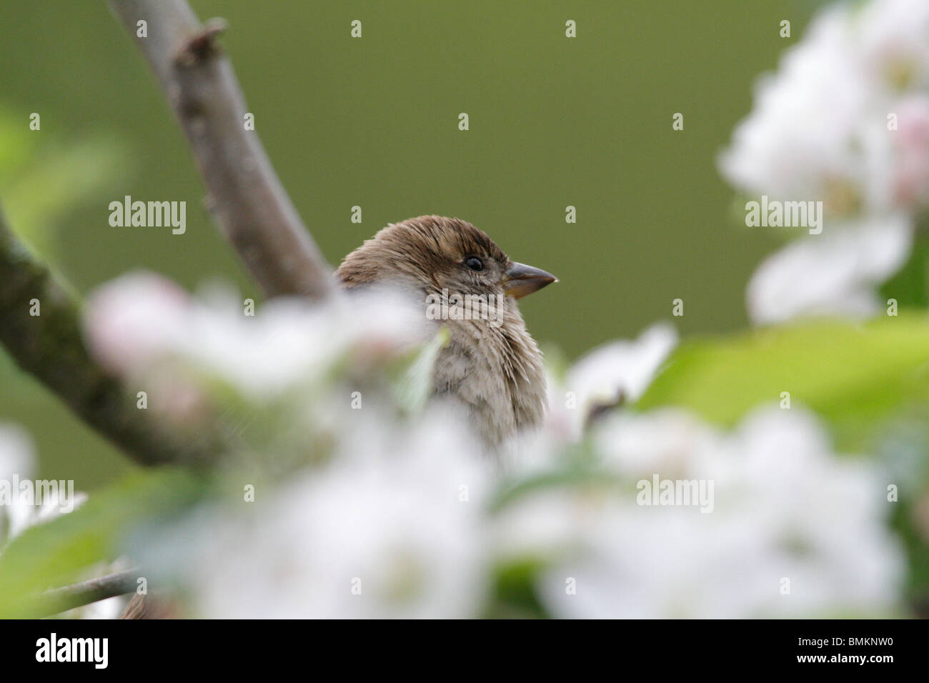 Haussperling (Passer Domesticus) Küken, sitzen in einem Apfelbaum Stockfoto