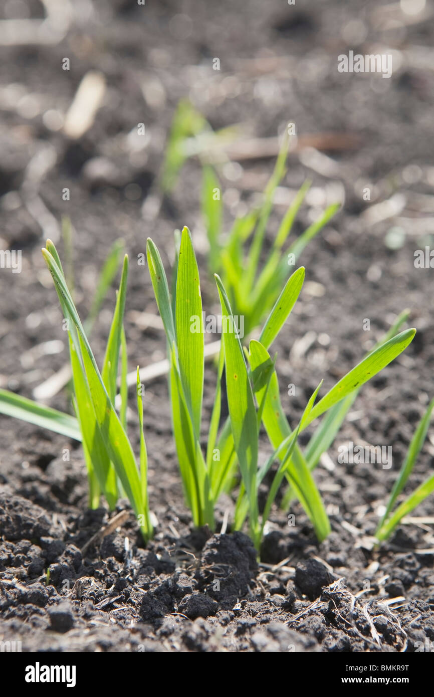 Weizengras In einem frühen Entwicklungsstadium des Wachstums Stockfoto