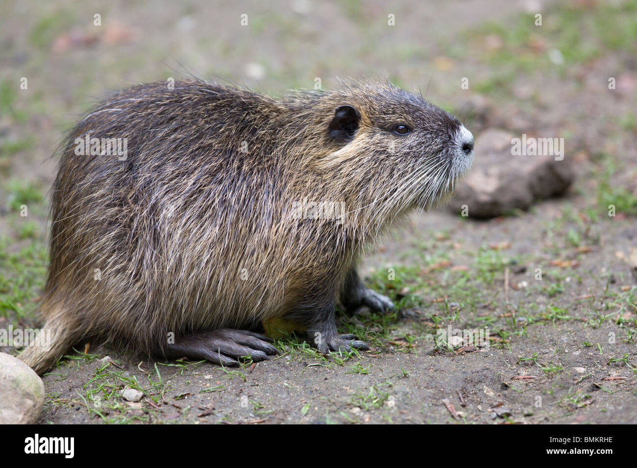 Nutria - Biber brummeln Stockfoto