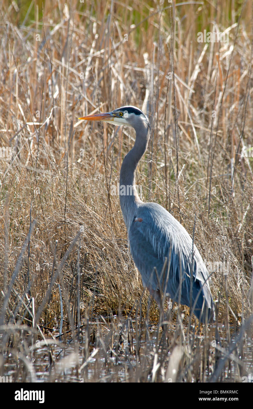 Blue Heron steht und wartet im Sumpf Stockfoto