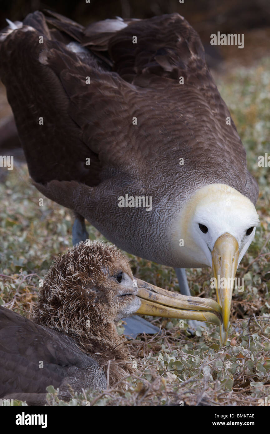 Winkte Albatross Fütterung Küken Espanola Insel, Galapagos Ecuador Stockfoto