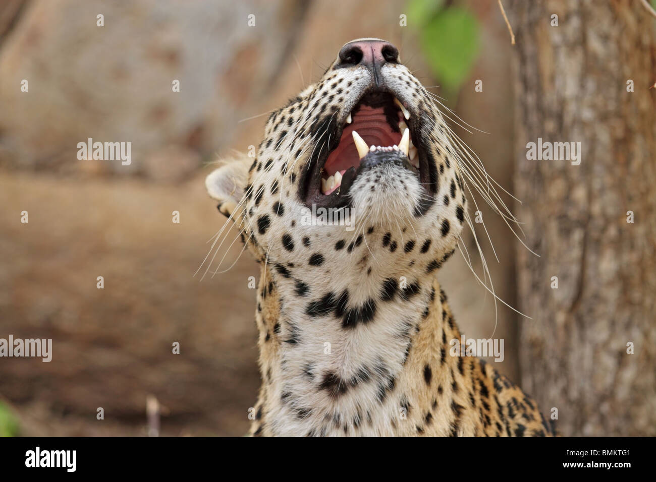 Leopard nachschlagen und zeigt seine Eckzähne. Foto von Ranthambhore National Park, Indien Stockfoto