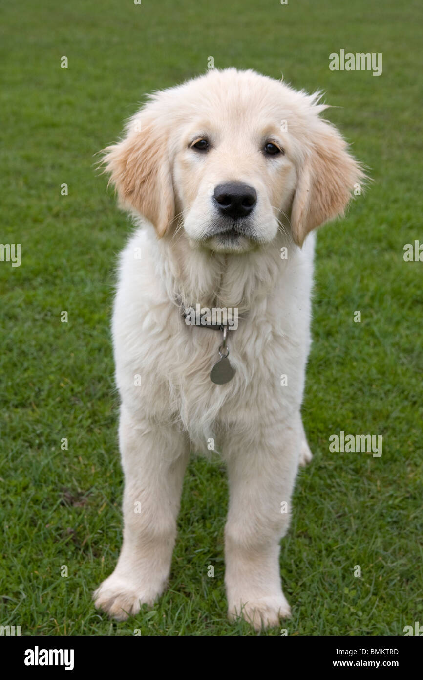 Golden Retriever Welpe Stockfoto