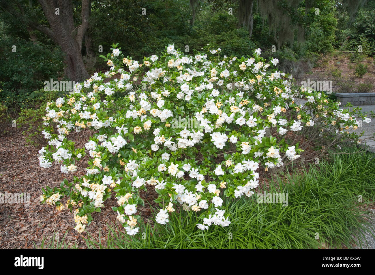 Blüte von Gardenia Jasminoides (Rubiaceae) in Airlie Gardens, Wilmington, North Carolina, USA Stockfoto