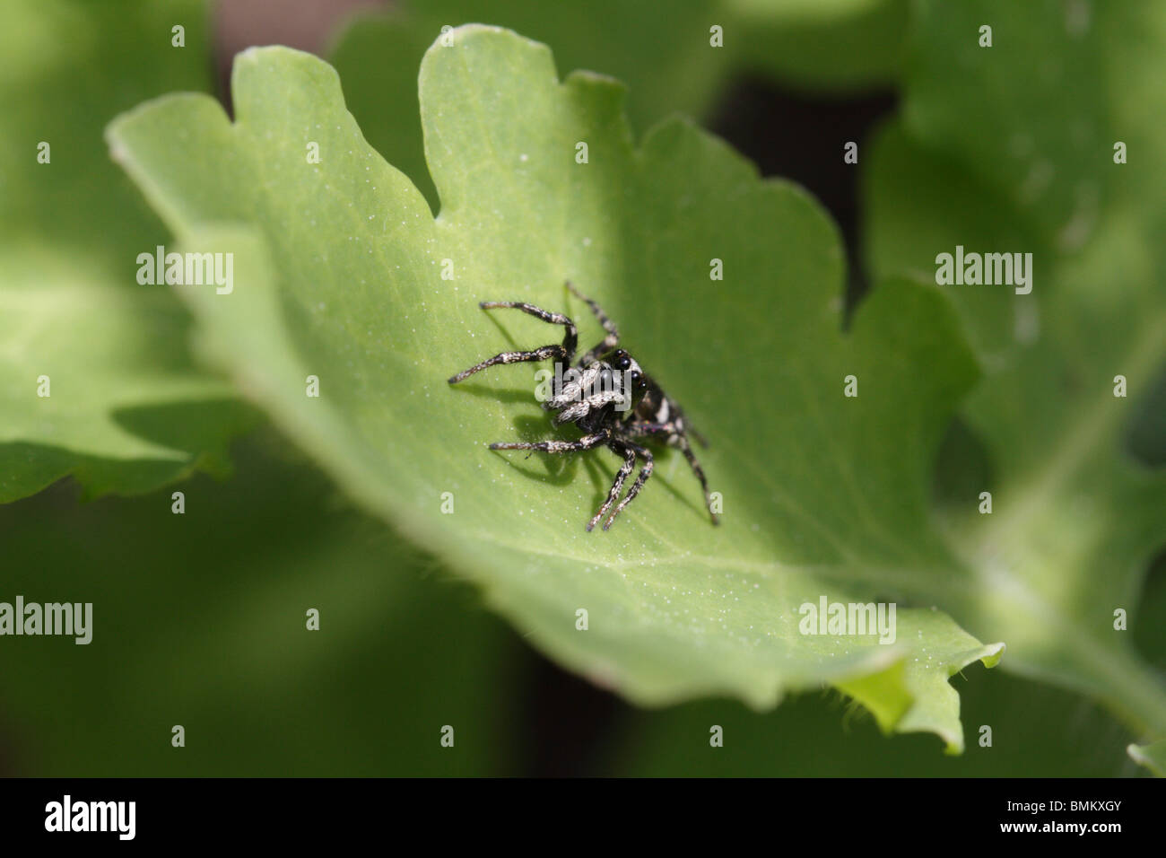 Männliche Zebra springen Spinne (Salticus Scenicus) Stockfoto